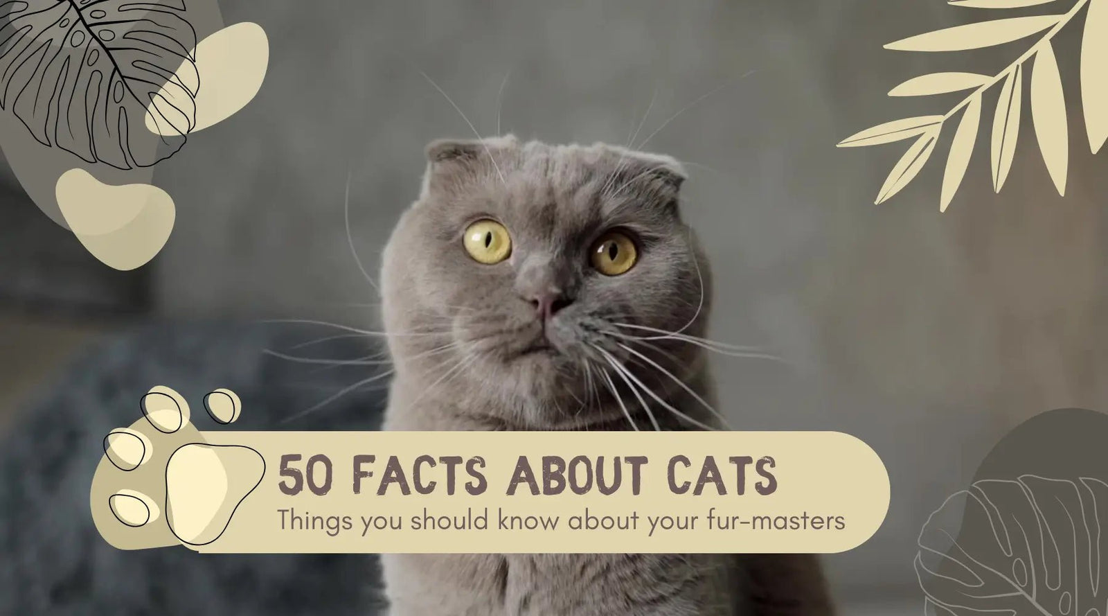 50 Mind-Blowing Cat Fun Facts That Will Meow Your Mind! - CatX Fiesta